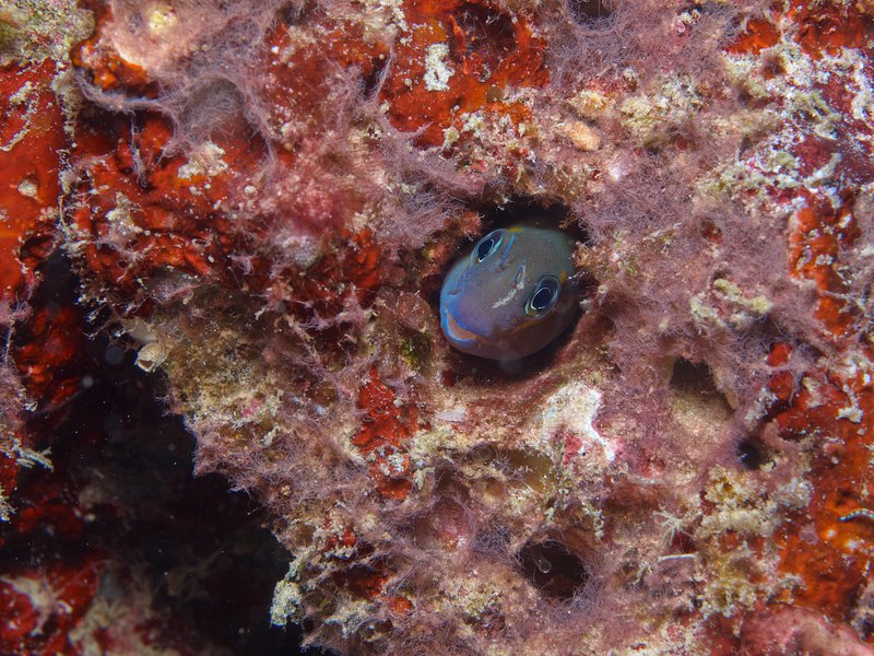 Fish, House Reef